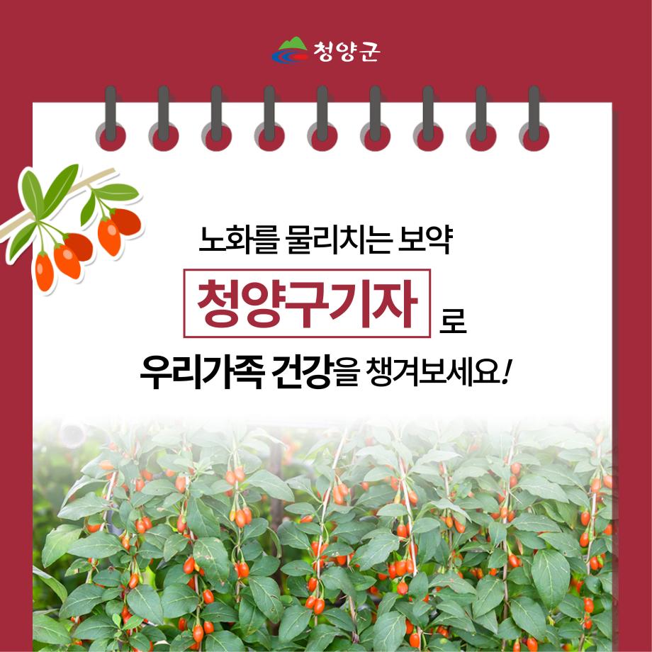 청양 특산물(구기자) 카드뉴스10