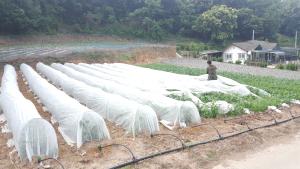 부직포 활용한 참깨재배 한창, 농가소득 향상 기대 모아