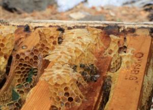 청양군, 꿀벌 떼죽음 막기 위한 응애류 방제 당부