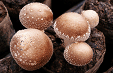 표고 버섯 이미지