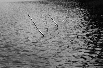 칠갑저수지의 물에 잠겨있는 나무들1