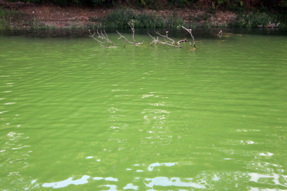 칠갑저수지의 물에 잠겨있는 나무들3