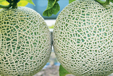 Melon(quả dưa)