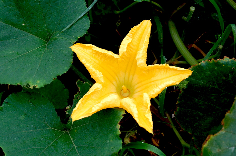 Y