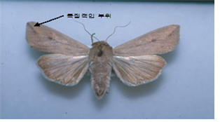 멸강나방 성충.bmp