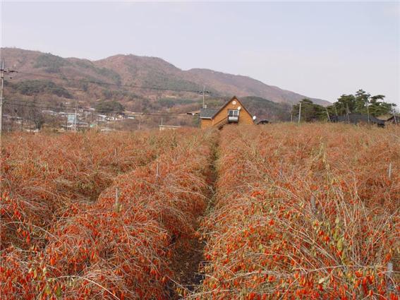 구기자 붉은물결