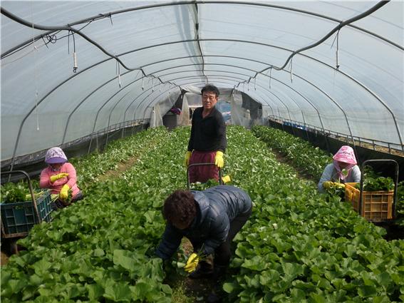 곰취 수확한창!