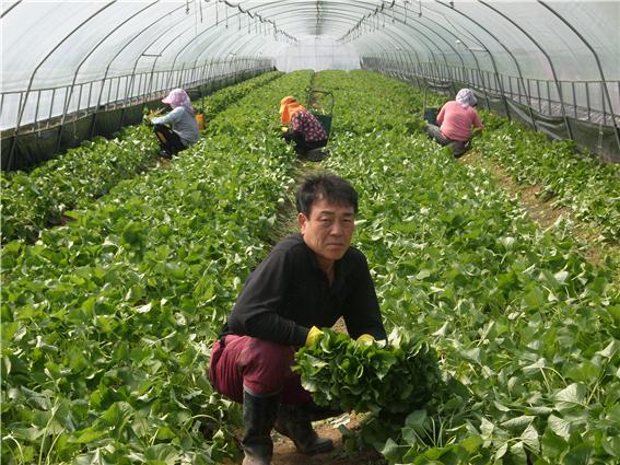곰취 수확 한창!_1