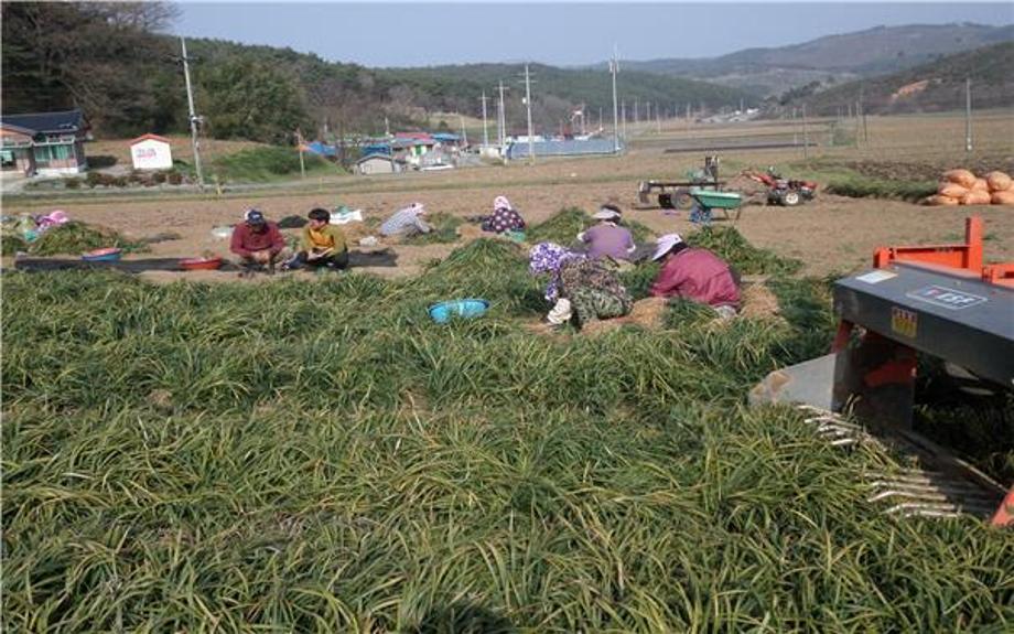 맥문동 수확_1