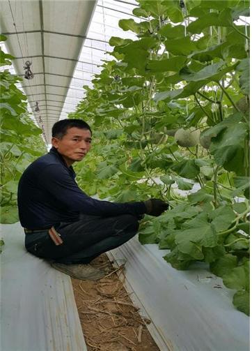 멜론 수확개시 관련사진