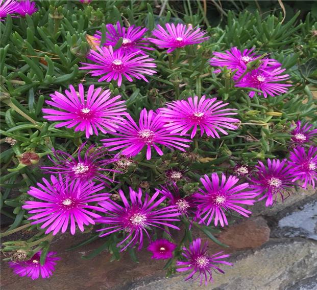사철채송화(송엽국)