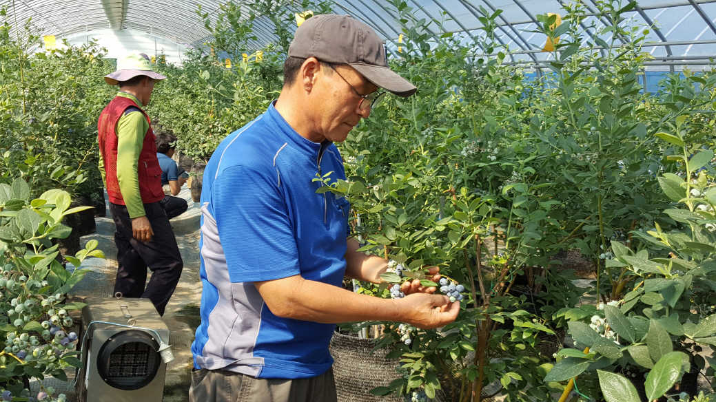 0522 칠갑산 블루베리 첫 수확