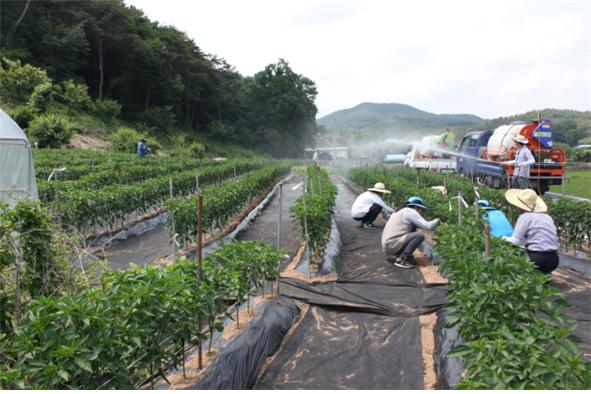 고추밭순따기