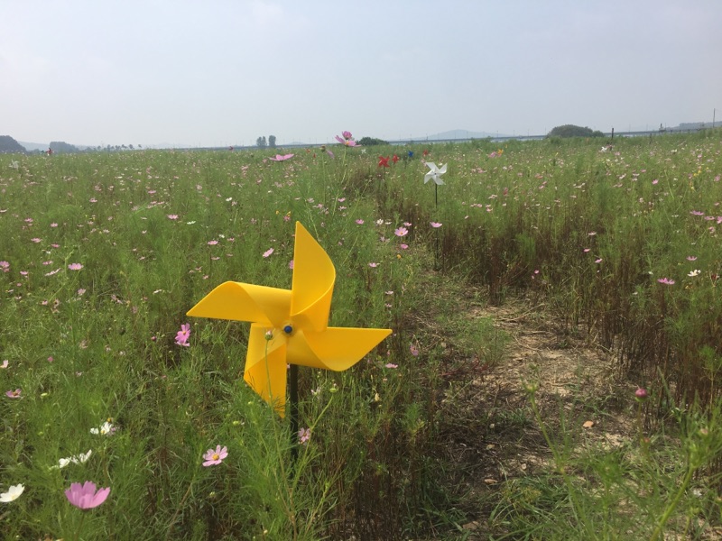 0914 동강리 오토캠핑장 주변 코스모스 만개1