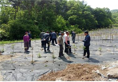 11일 참죽나무 1