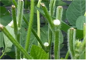 7월13일 콩 순지르기