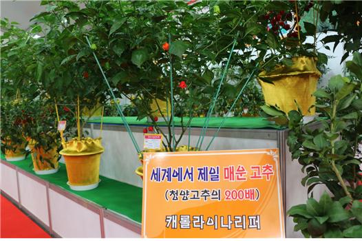 8월21일 세계고추