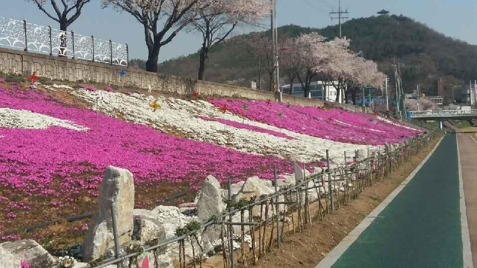 190418 청양군 청양읍 백세공원 꽃잔디 만개