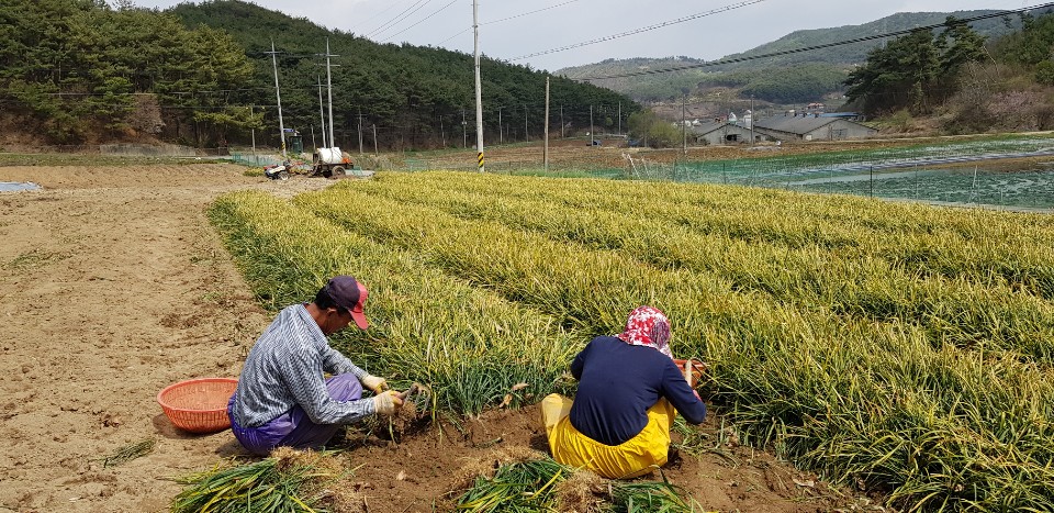 190423 청양군 남양면 용마리 강인중 농가 맥문동 수확