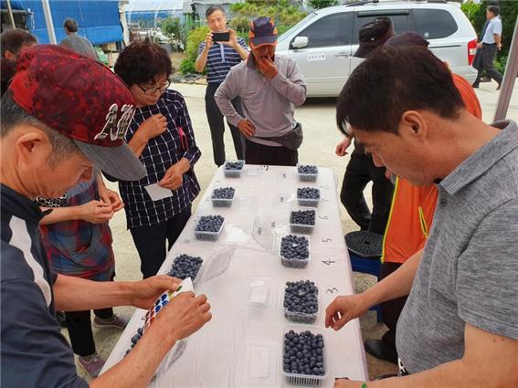 블루베리연구회 품평회