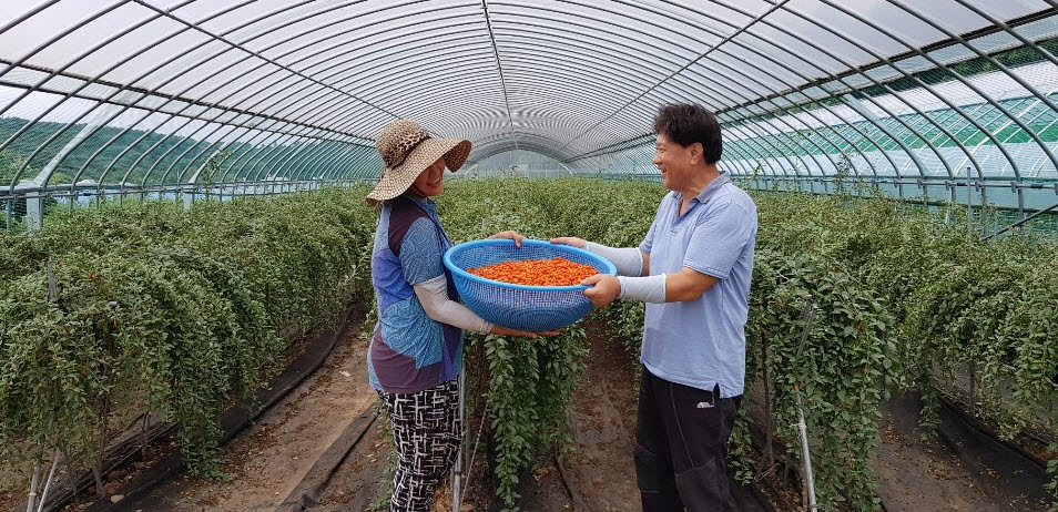 190807 청양군 구기자 수확 시작-청남면 오용재 농가
