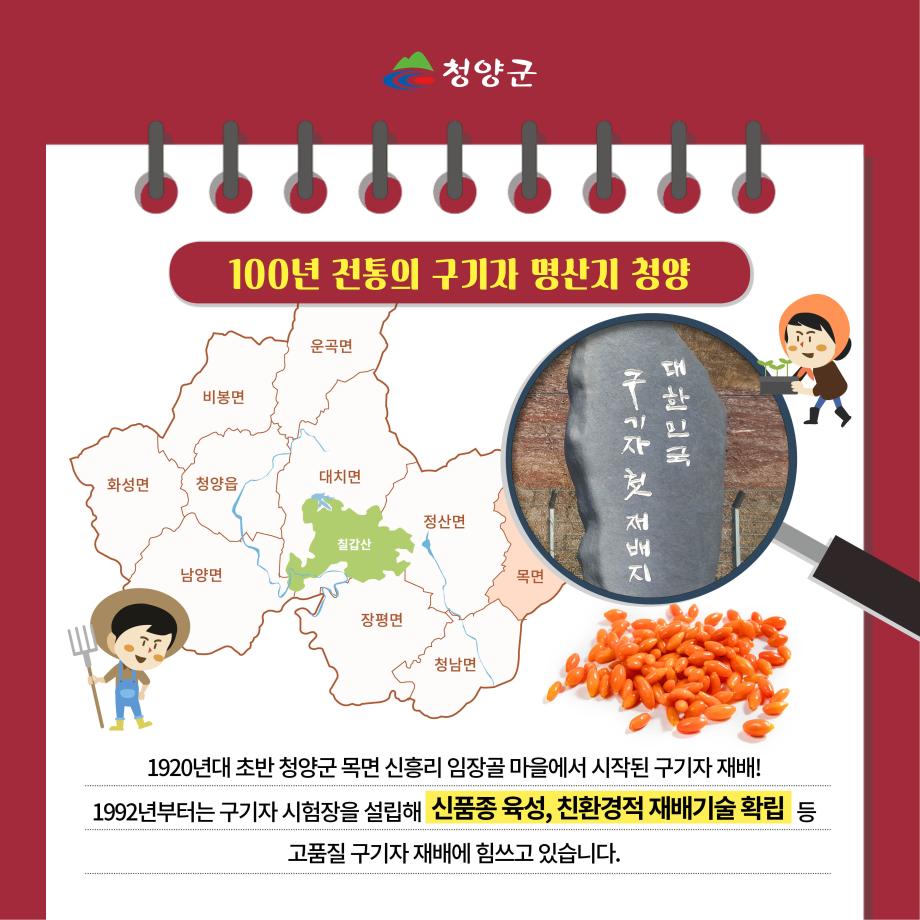 청양 특산물(구기자) 카드뉴스2