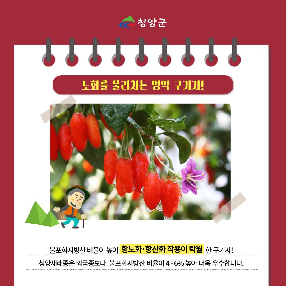 청양 특산물(구기자) 카드뉴스4