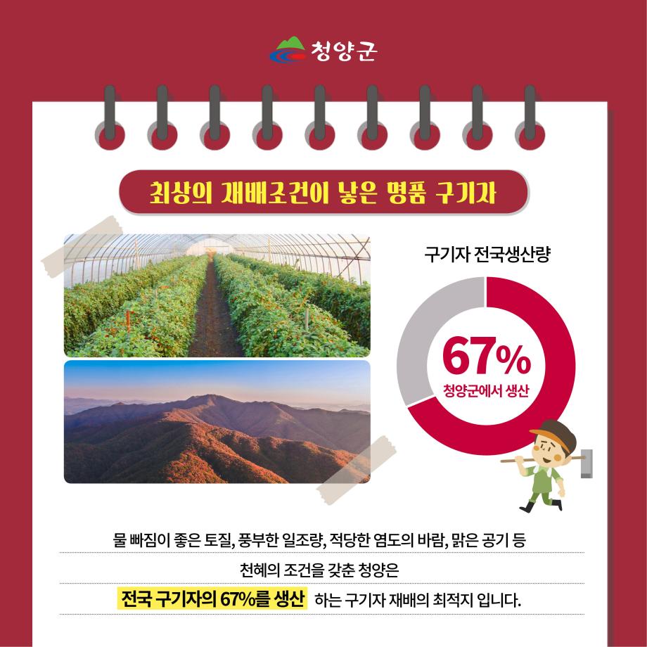 청양 특산물(구기자) 카드뉴스3