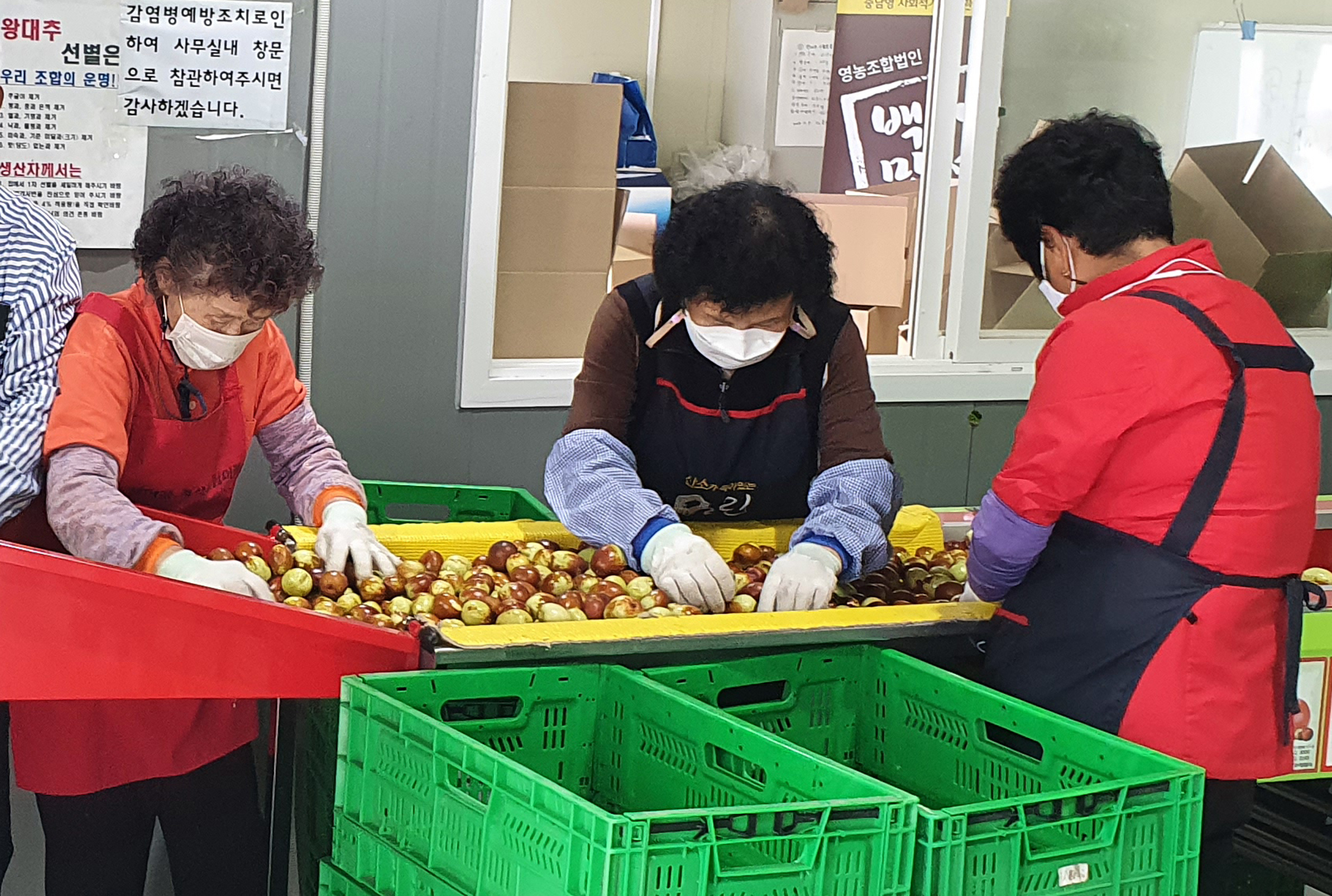 백익홍 레드푸드 ‘칠갑산 왕대추’ 수확 한창-선별작업