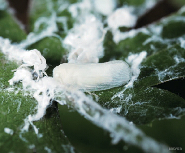 청양군 ‘돌발해충 빠른 부화’ 적기방제 당부-미국선녀벌레 초기 성충