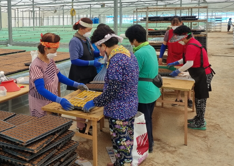 청양군 농가 공급용 김장배추 100만 포기 파종1 (1)