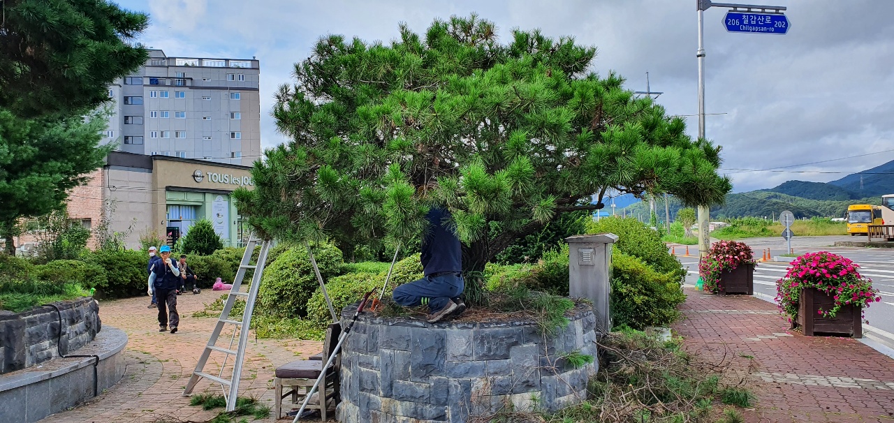 청양군, 추석 앞두고 가로수 녹지공간 정비2