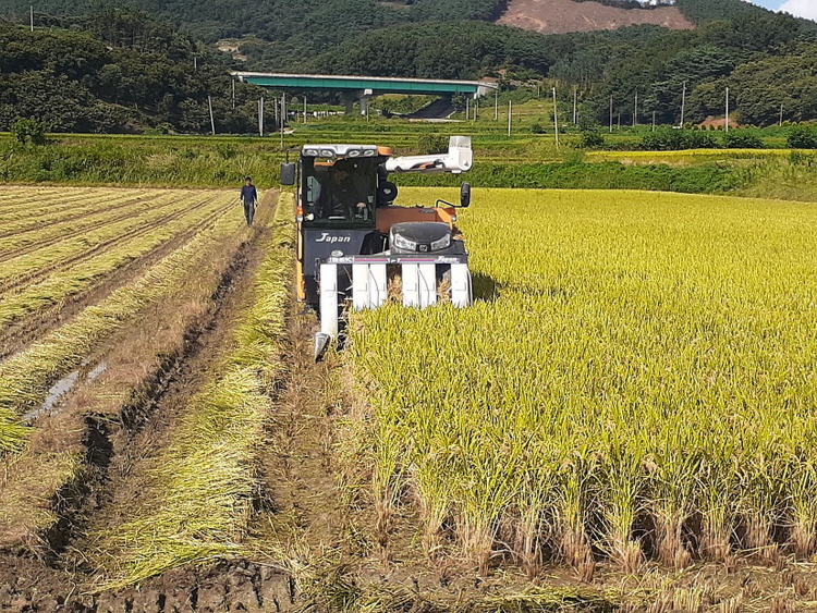 청양군 벼 적기수확으로 고품질 쌀 생산 당부
