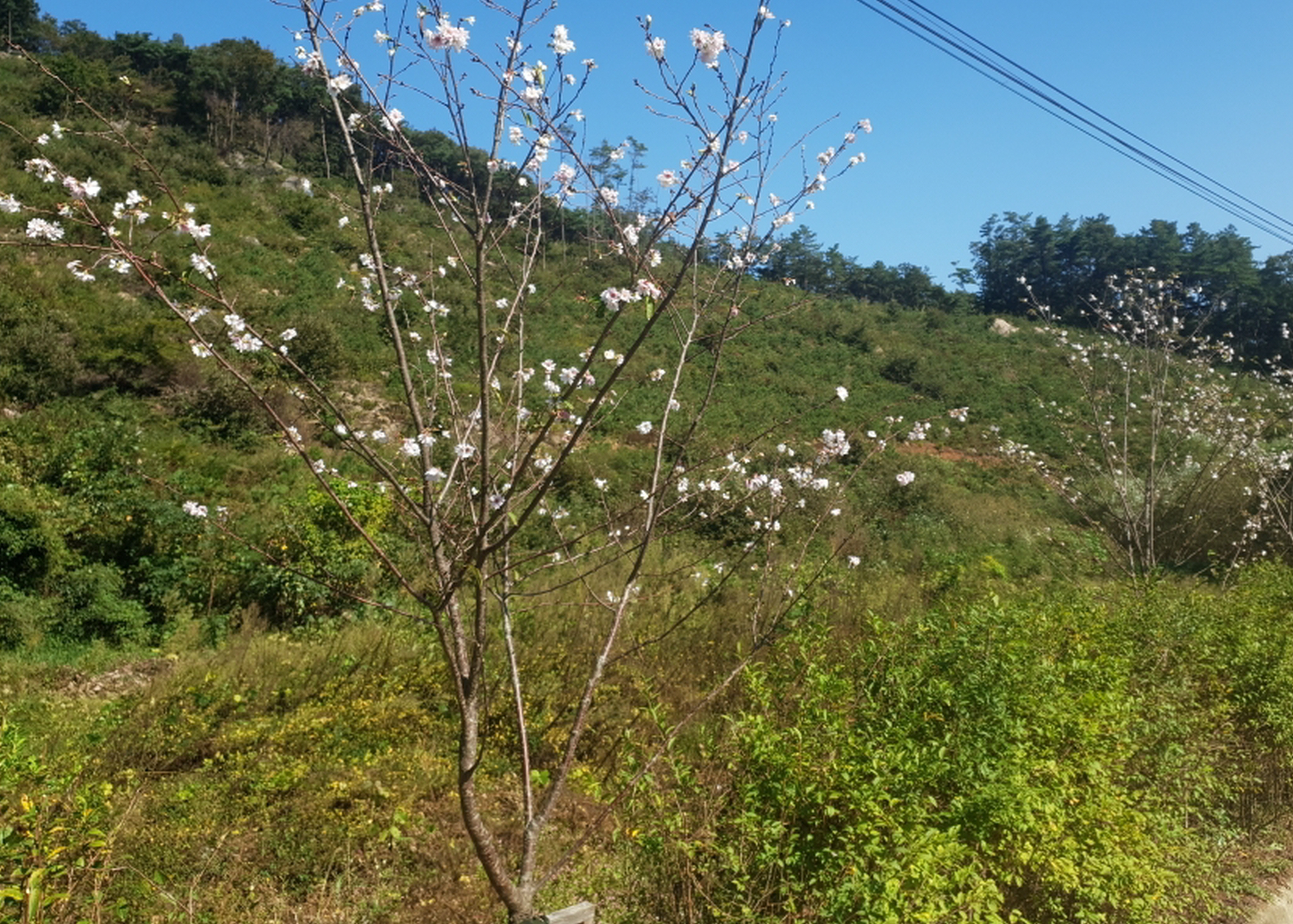봄가을 두 번 피는 ‘춘추 벚꽃’ 신기