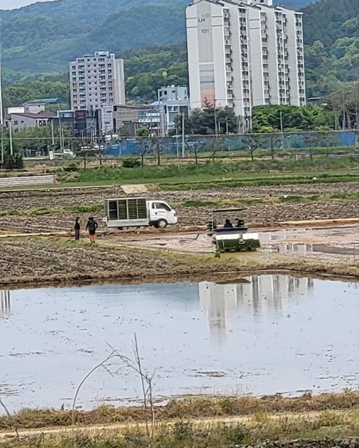 청양군 첫 모내기.JPG