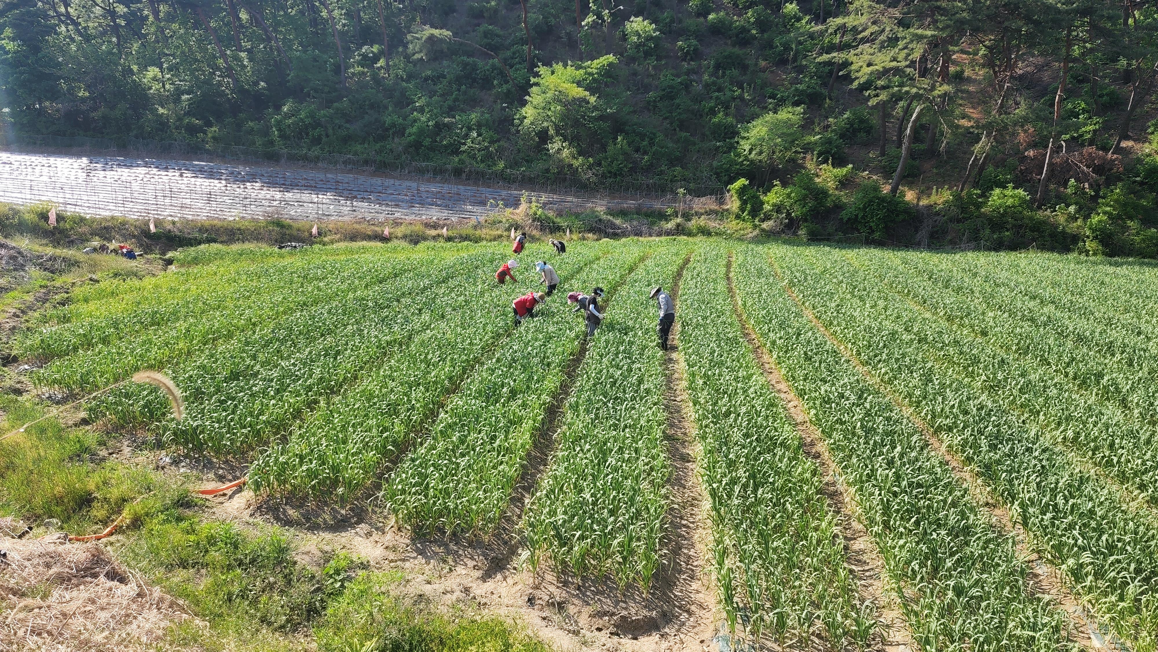 고품질 청양마늘 생산을 위한 후기 생육관리