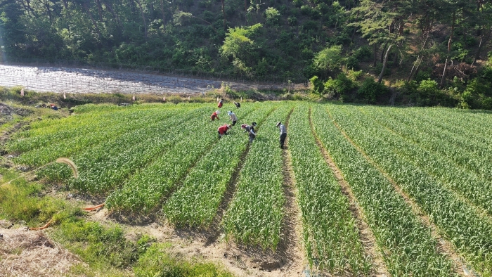 고품질 청양마늘 생산을 위한 후기 생육관리