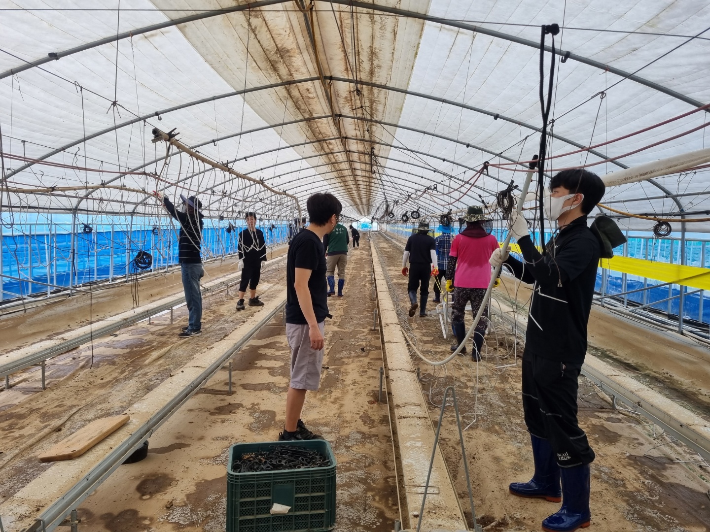 4-H 연합회 젊은 일꾼들 수해복구 구슬땀 2