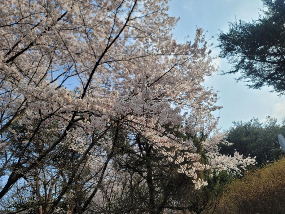 칠갑산 봄2