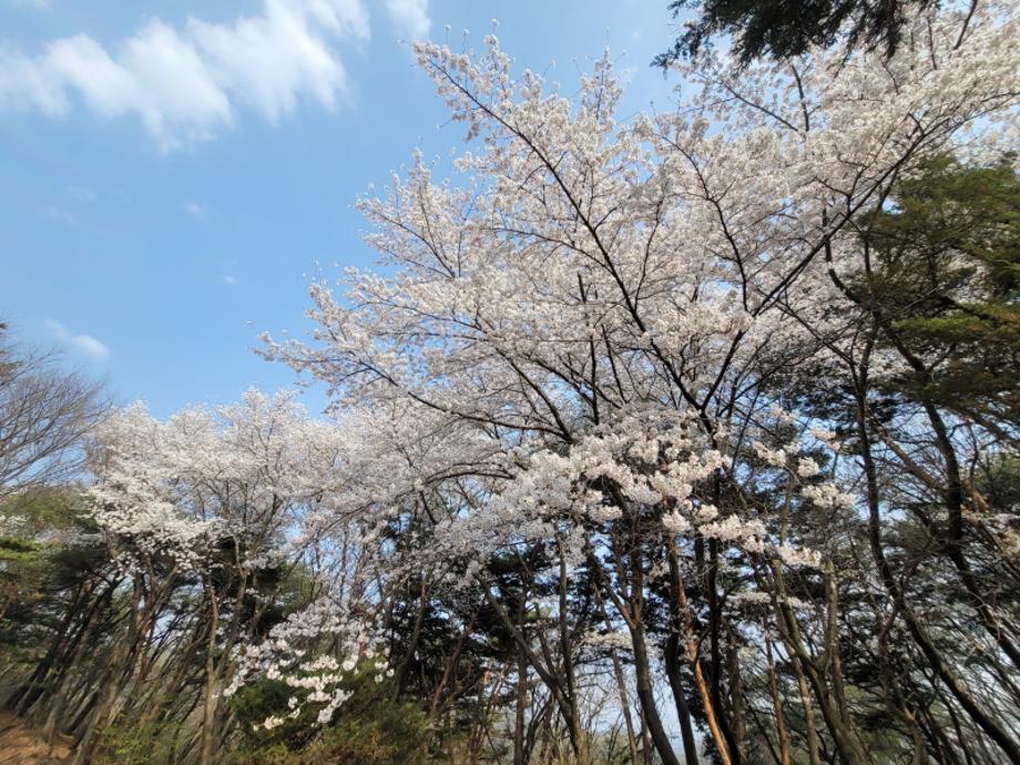 칠갑산 봄3