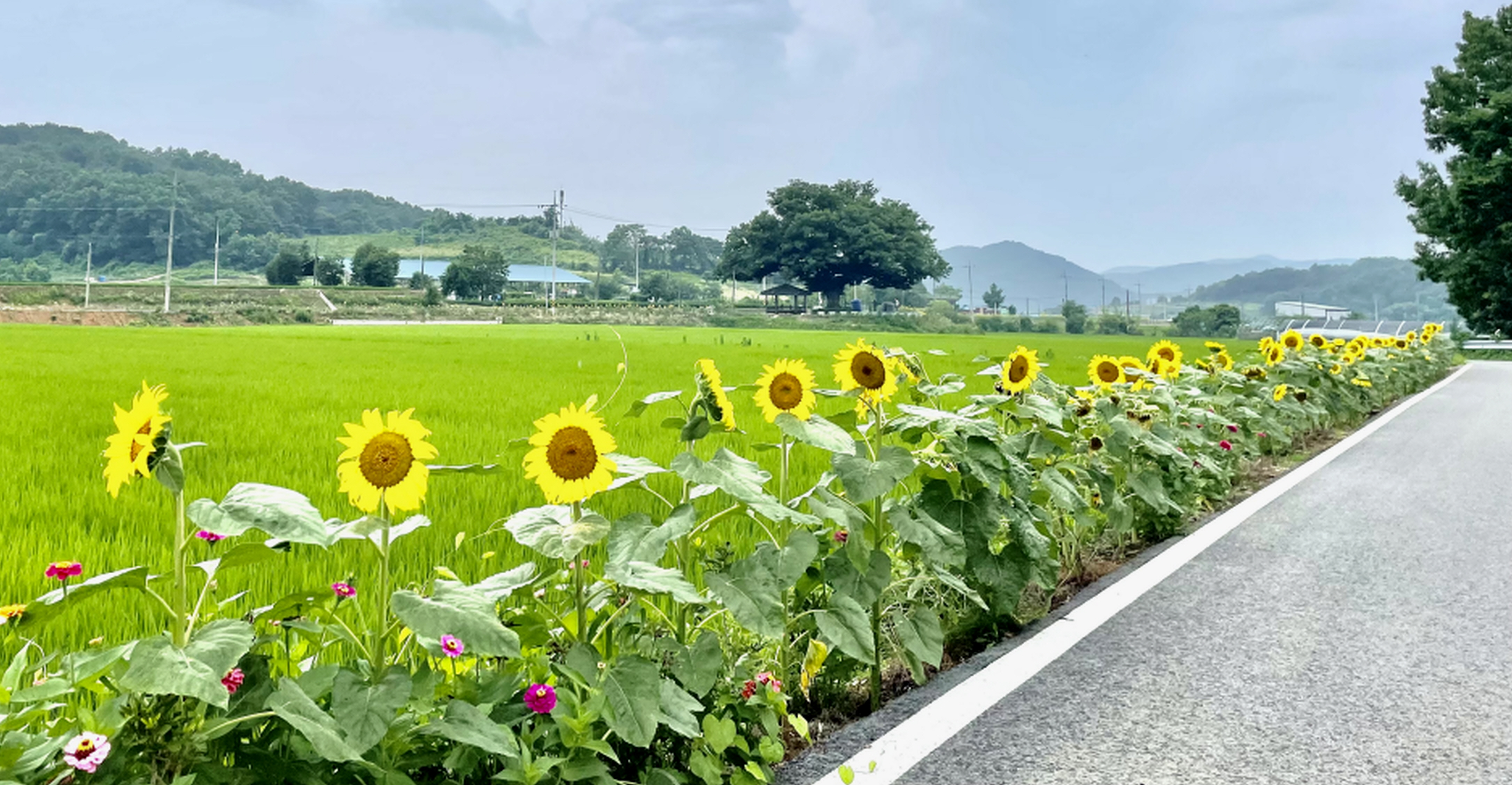 청양 내직2리 해바라기길 ‘찬란한 꽃 빛’ 선사