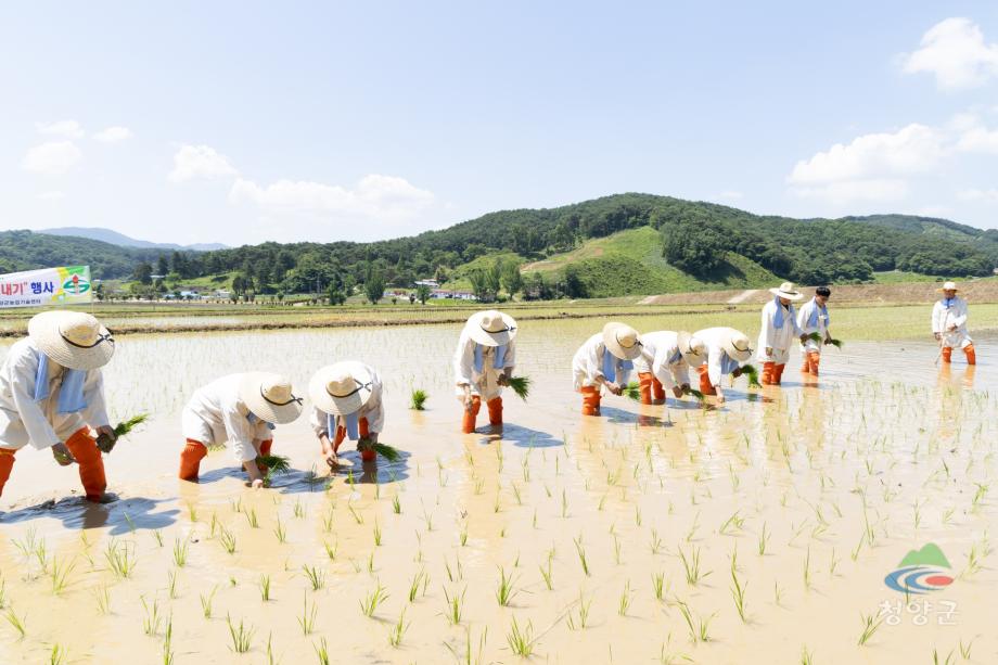 2024년 풍년기원 권농일 손모내기 행사 (10)