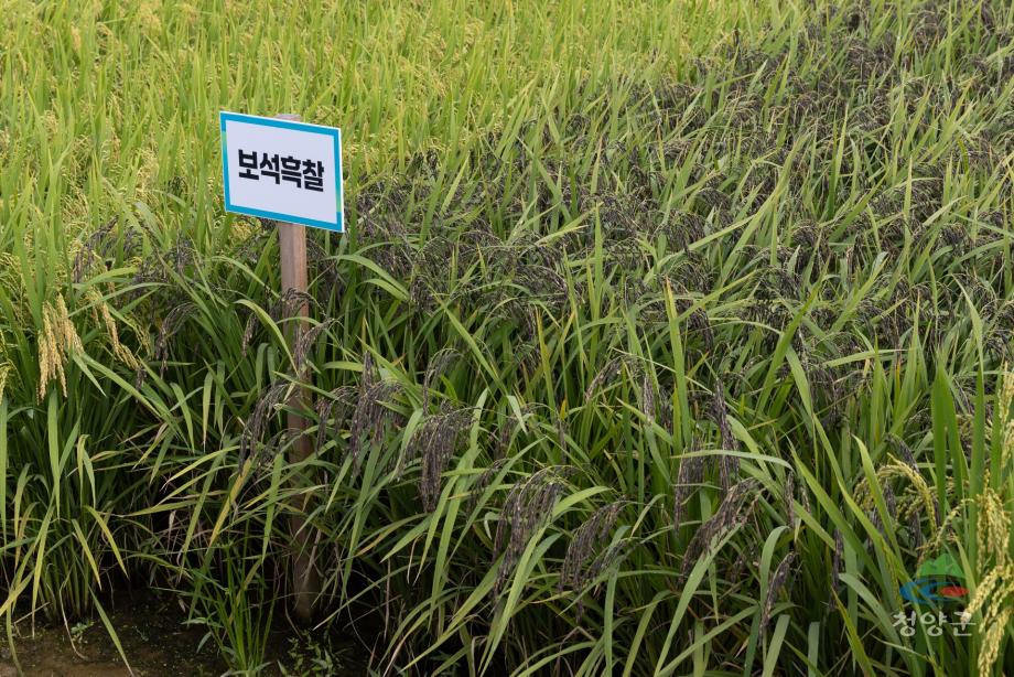 2025년 벼농사 종합평가회(10)