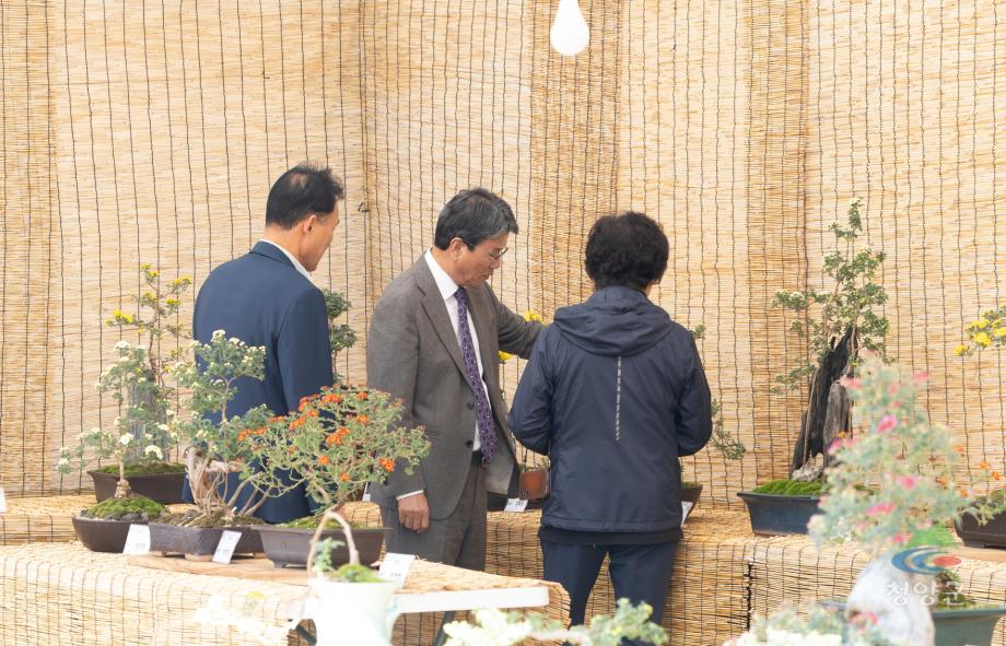 청양군 국화꽃 전시회_(13)