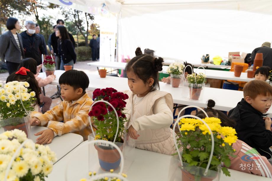 청양군 국화꽃 전시회_(34)