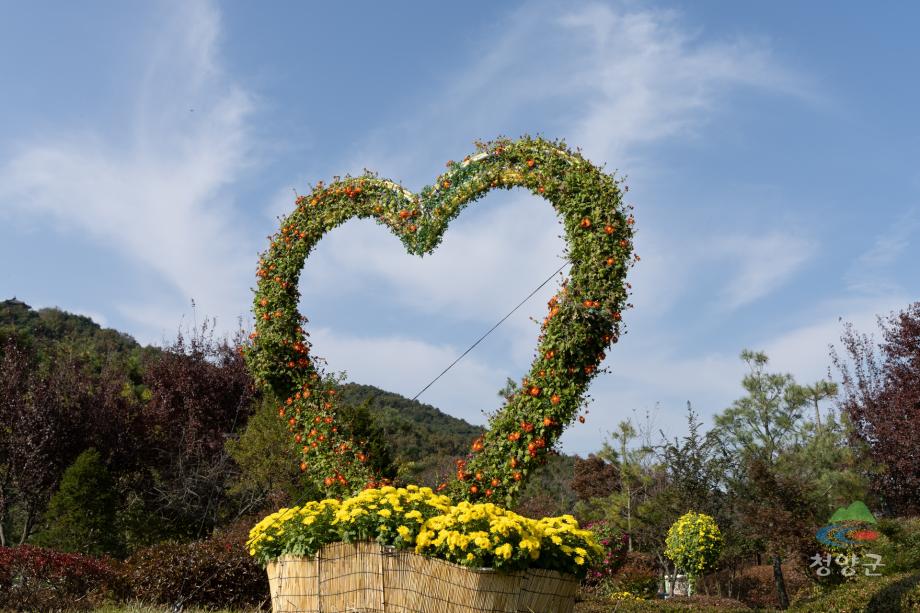 청양군 국화꽃 전시회_(1)