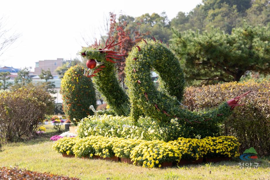 청양군 국화꽃 전시회_(2)