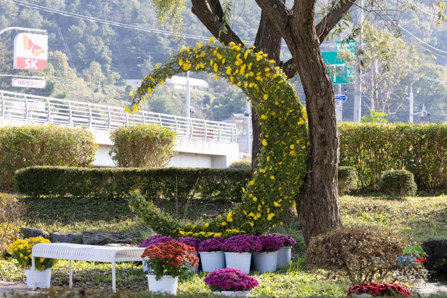 청양군 국화꽃 전시회_(14)