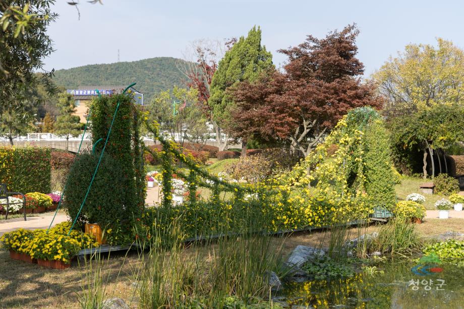 청양군 국화꽃 전시회_(31)
