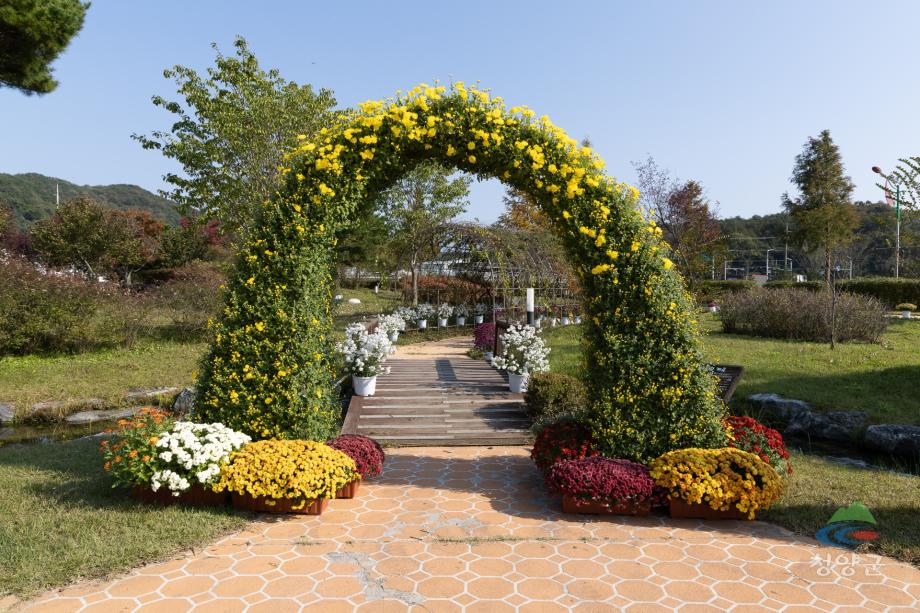 청양군 국화꽃 전시회_(33)